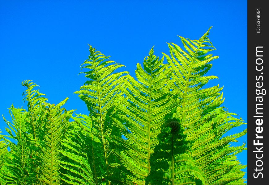 Green fern leaves and blue sky