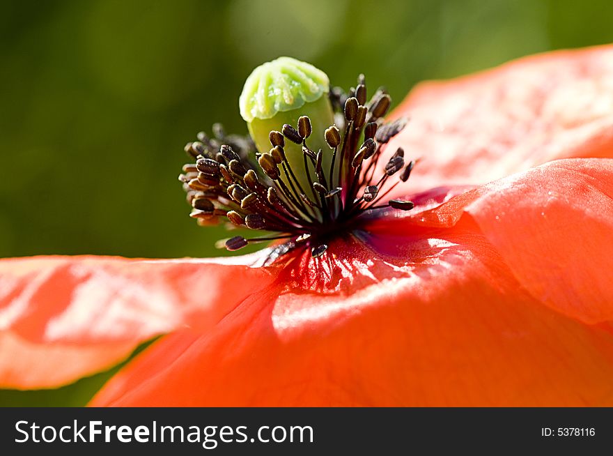 Nicre poppy in the sun with blue background