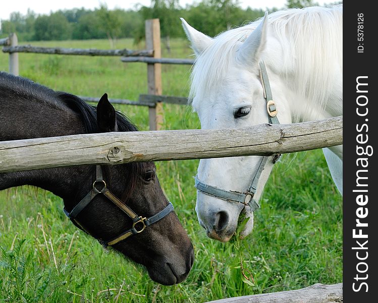 A chestnut horse and a white horse looking at each other. A chestnut horse and a white horse looking at each other