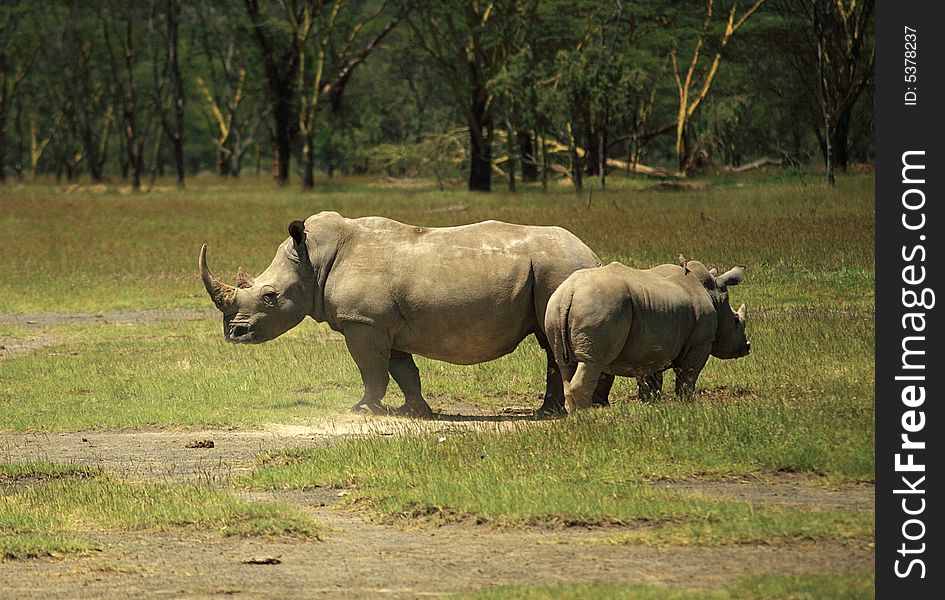 Mother and baby Rhino Lake Nakuru Kenya Africa