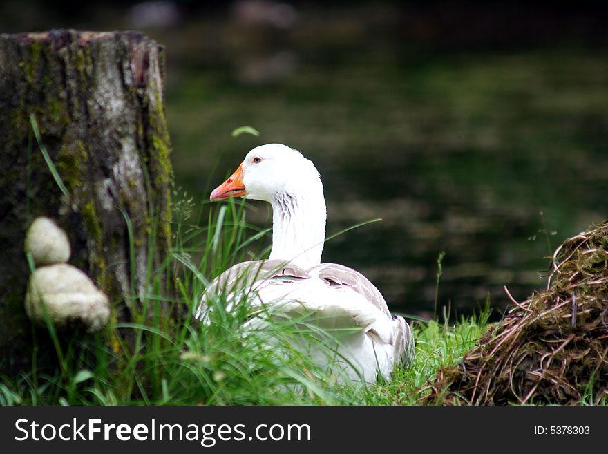 Goose with young  at pond on the grass