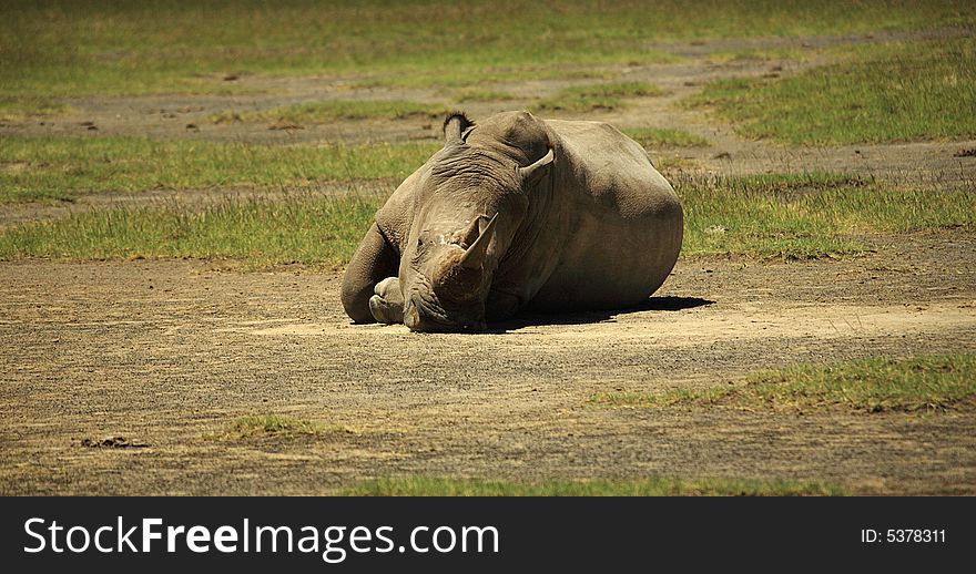 Sleeping Rhino at Lake Nakuru Rift Valley Kenya