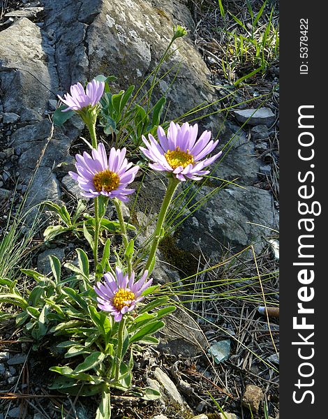 Camomile, rare kind of a mountain flower