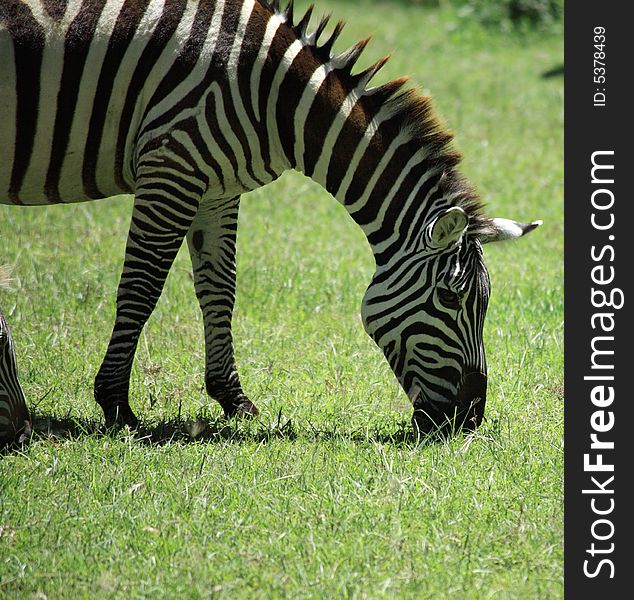 Zebra eating grass in Kenya Africa