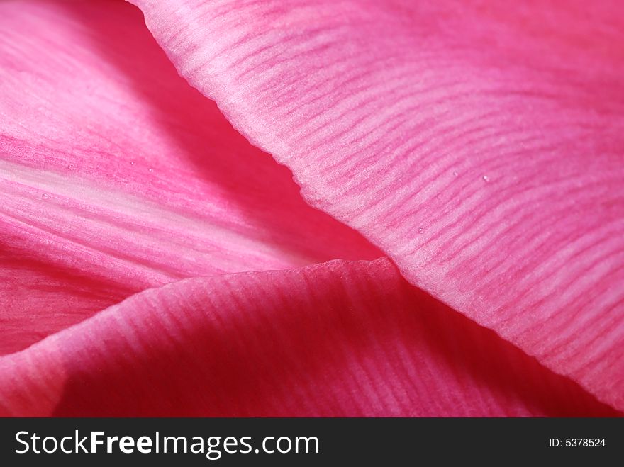 Close up of a pink tulip with soft texture and small water drops. Close up of a pink tulip with soft texture and small water drops