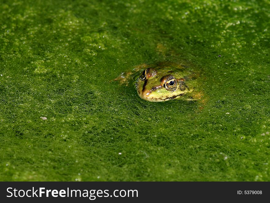 Green frog in the green grass. Green frog in the green grass