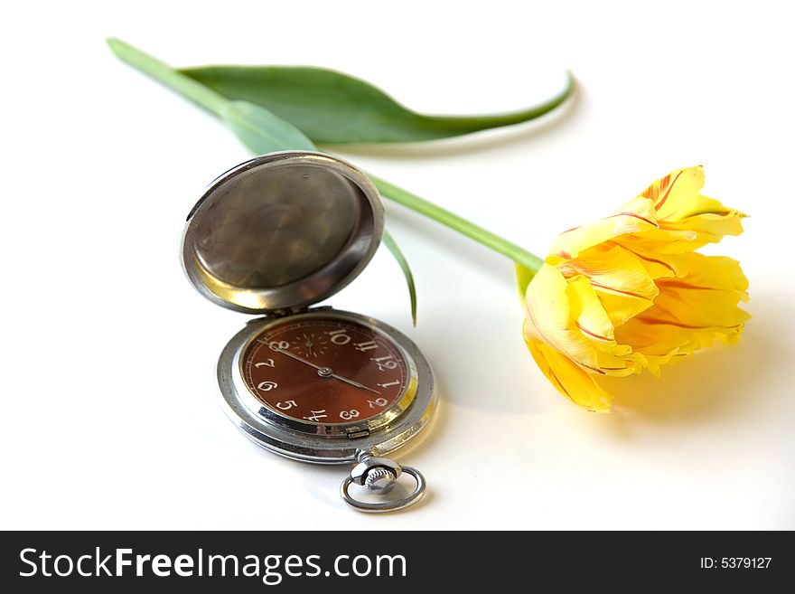 Yellow fresh tulip and old metal watch. Yellow fresh tulip and old metal watch
