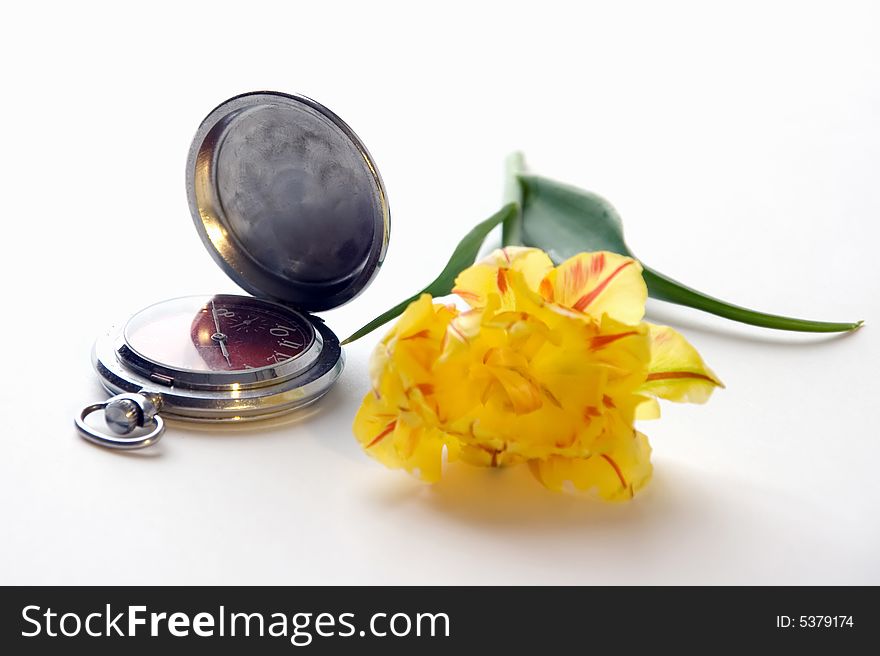 A photo of yellow tulip with old metal watch. A photo of yellow tulip with old metal watch