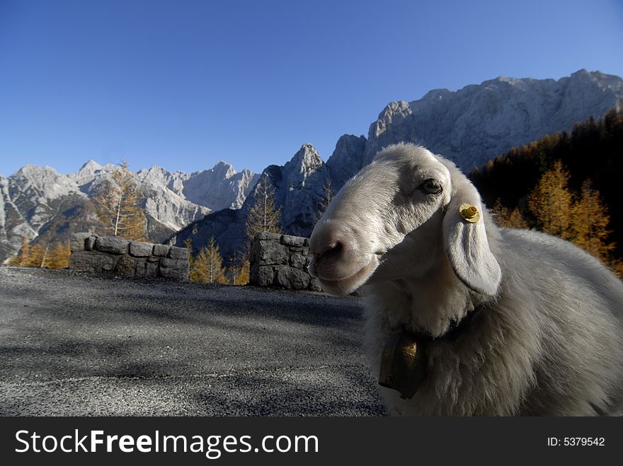 Sheep are welcoming on the wy to the highest Slovenian mountain pass Vrsic. Sheep are welcoming on the wy to the highest Slovenian mountain pass Vrsic