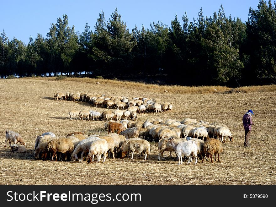 Flock of sheep grazing at desert