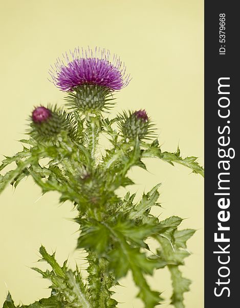 Purple thistle flower with green background, macro
