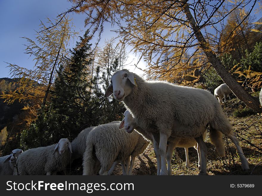 Sheeps in a shade of yellow larch trees. Sheeps in a shade of yellow larch trees