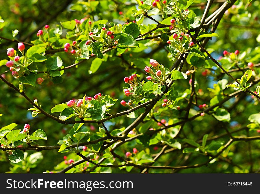 Red buds apple tree with green leaves, spring flowering crabapple. Red buds apple tree with green leaves, spring flowering crabapple