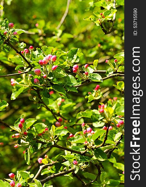 Red buds apple tree with green leaves, spring flowering crabapple. Red buds apple tree with green leaves, spring flowering crabapple