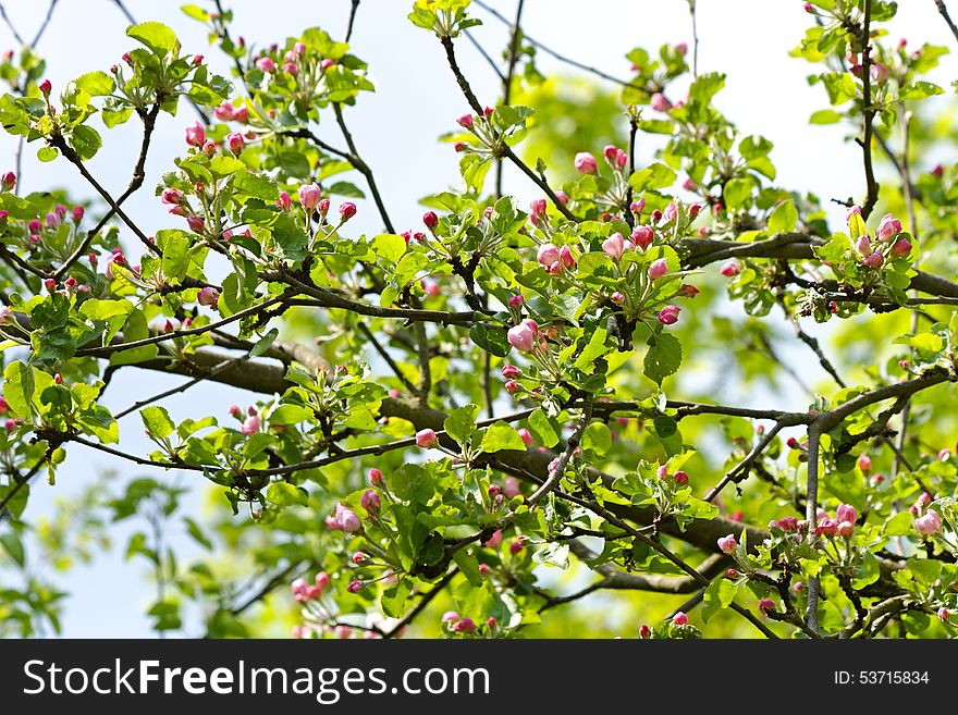 Red buds apple tree with green leaves, spring flowering crabapple. Red buds apple tree with green leaves, spring flowering crabapple