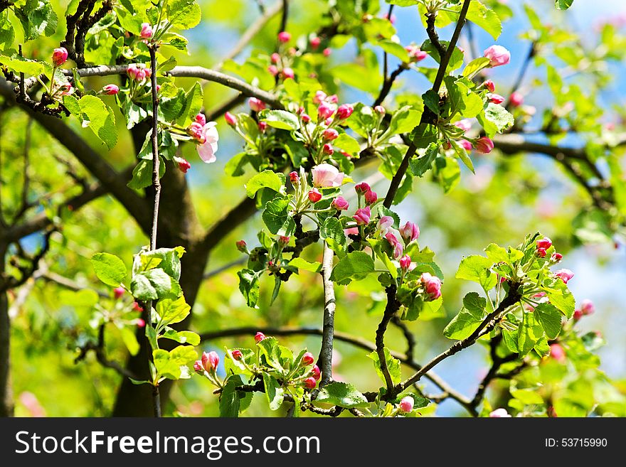 Red buds apple tree with green leaves, spring flowering crabapple. Red buds apple tree with green leaves, spring flowering crabapple