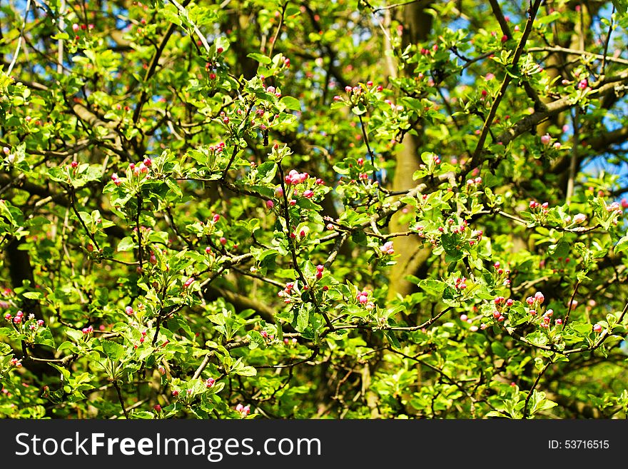 Red buds apple tree with green leaves, spring flowering crabapple. Red buds apple tree with green leaves, spring flowering crabapple