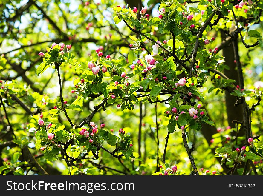 Red buds apple tree with green leaves, spring flowering crabapple. Red buds apple tree with green leaves, spring flowering crabapple