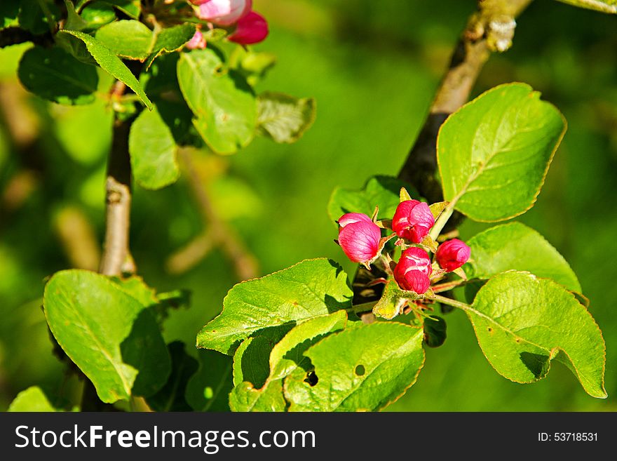 Red buds apple tree with green leaves, spring flowering crabapple. Red buds apple tree with green leaves, spring flowering crabapple