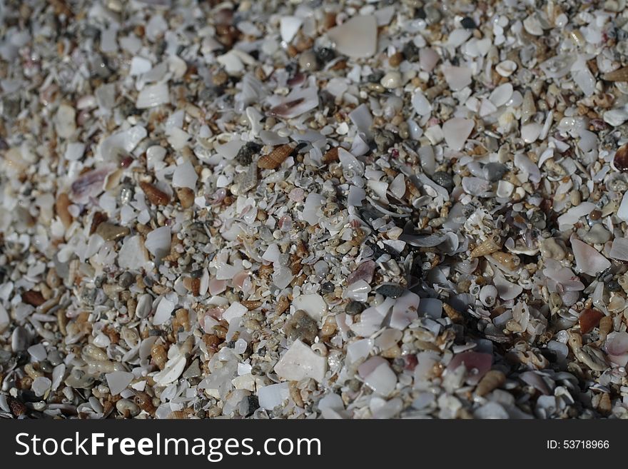 Shells on one of the beaches are of the Black Sea