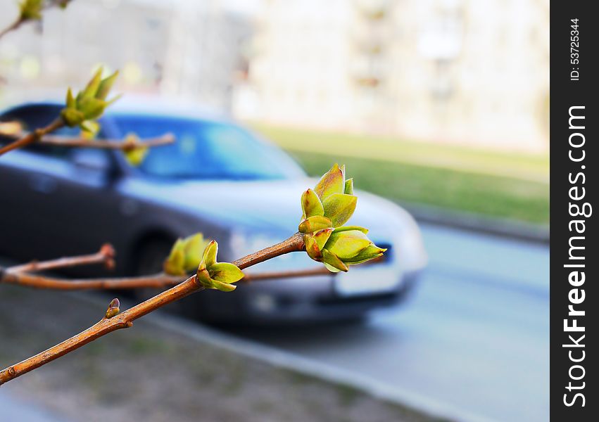 The first spring leaves of a lilac on a thin branch on blur a background of the wide street with the passing car. The first spring leaves of a lilac on a thin branch on blur a background of the wide street with the passing car