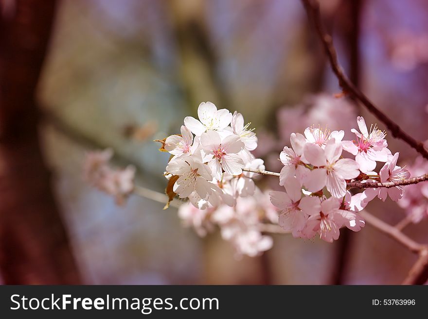 Macro Flowers Blooming Cherry