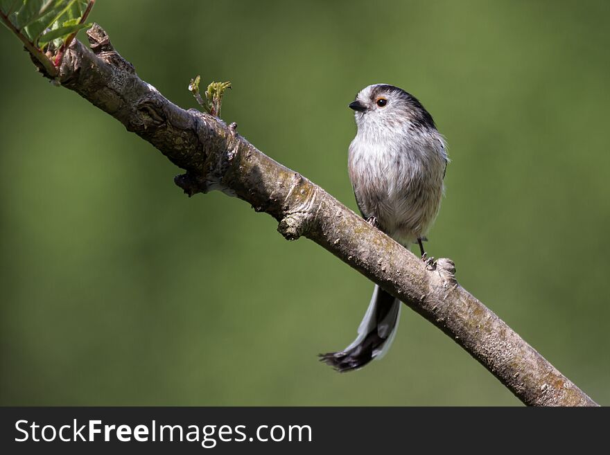 Long-tailed tit