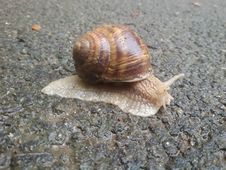 Snail Stock Image Snail Stock Image
