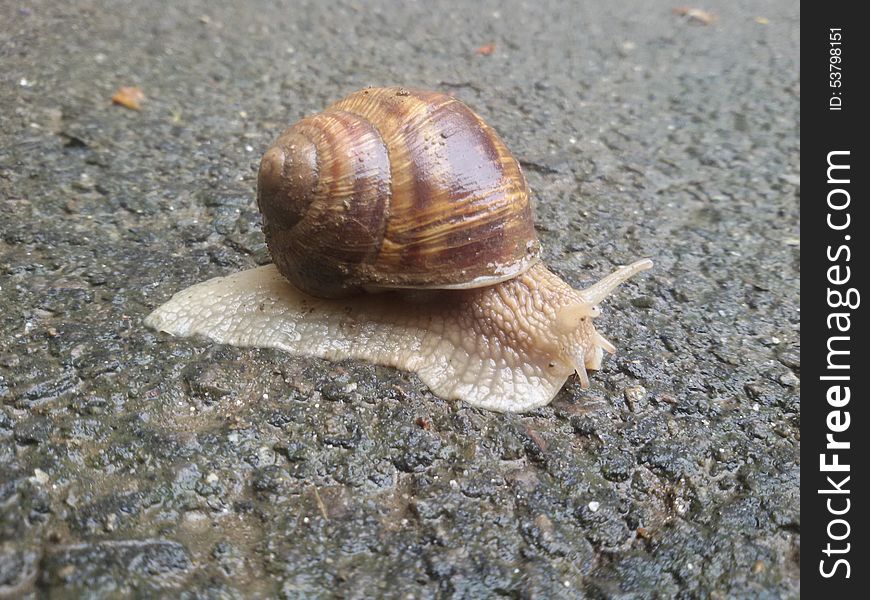 Snail on the sidewalk