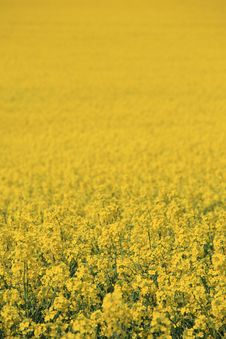 Yellow Field Royalty Free Stock Image Yellow Field Royalty Free Stock Image