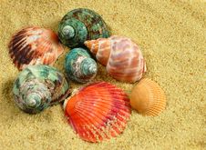 Seashells And Sand Stock Photography Seashells And Sand Stock Photography