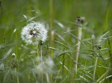 Dandelion And Grasses Royalty Free Stock Photo