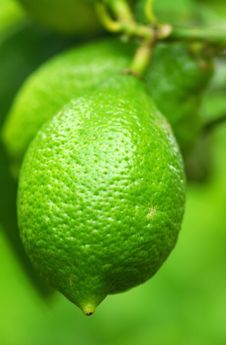 Green Lemon. Royalty Free Stock Photo Green Lemon. Royalty Free Stock Photo
