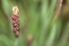 Fountain Grass Royalty Free Stock Photography
