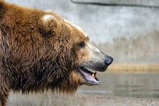 Brown Bear Royalty Free Stock Images Brown Bear Royalty Free Stock Images