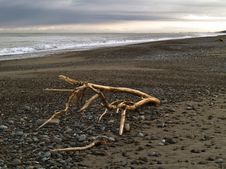 Drift Wood On Evening Ocean Beach Royalty Free Stock Photos Drift Wood On Evening Ocean Beach Royalty Free Stock Photos