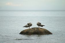 Two Seagulls Sleep On A Stone In The Sea Royalty Free Stock Photography Two Seagulls Sleep On A Stone In The Sea Royalty Free Stock Photography