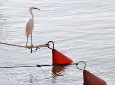 Heron Stock Images Heron Stock Images
