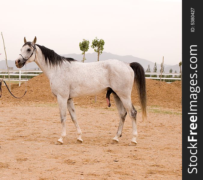 Arab horse in a farm of beijing