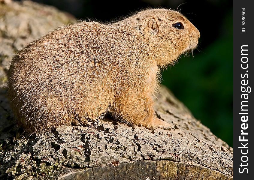 Gopher sitting on the beam. Gopher sitting on the beam