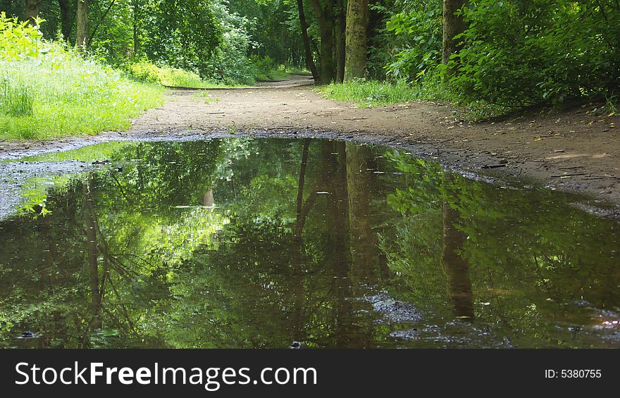 Pond in a forest