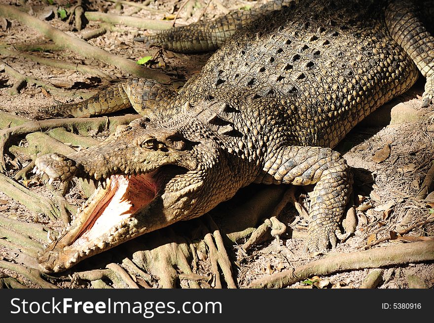 Nature; View Of A Crocodille