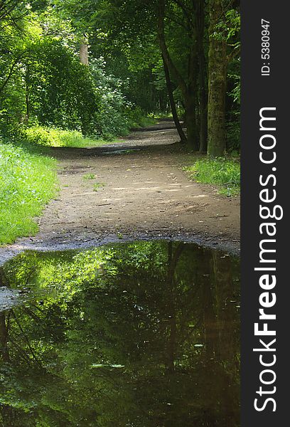 Huge Pond on a broad path in a forest. Huge Pond on a broad path in a forest