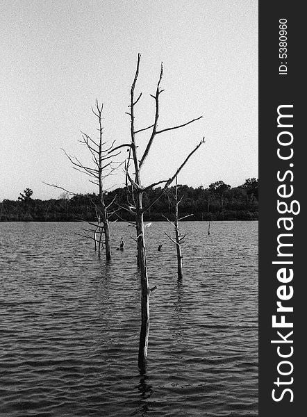 Series of trees growing out of the water of a flooded valley. Series of trees growing out of the water of a flooded valley