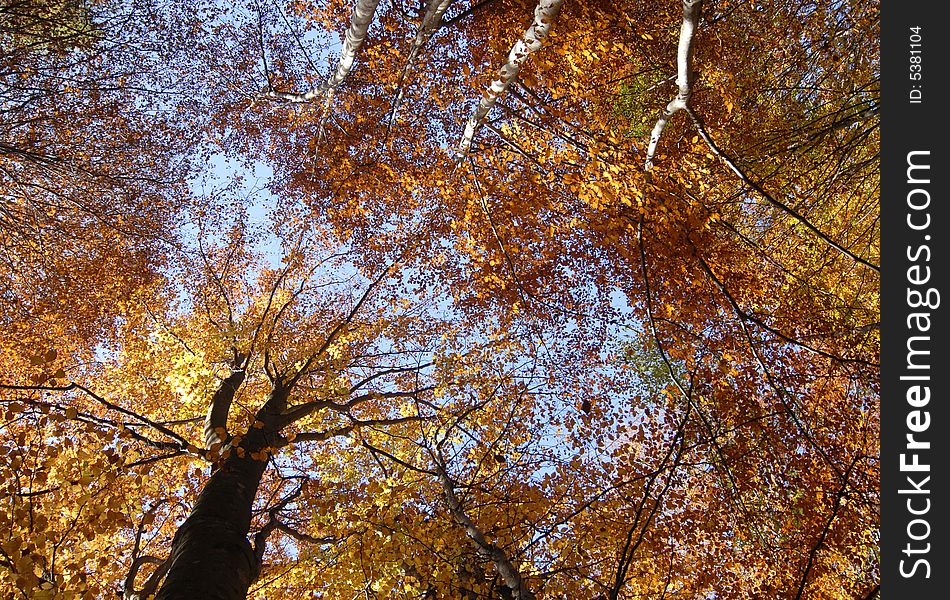 Leaves in autumn are really colorful