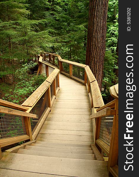 Wood pathway in a forest of high trees