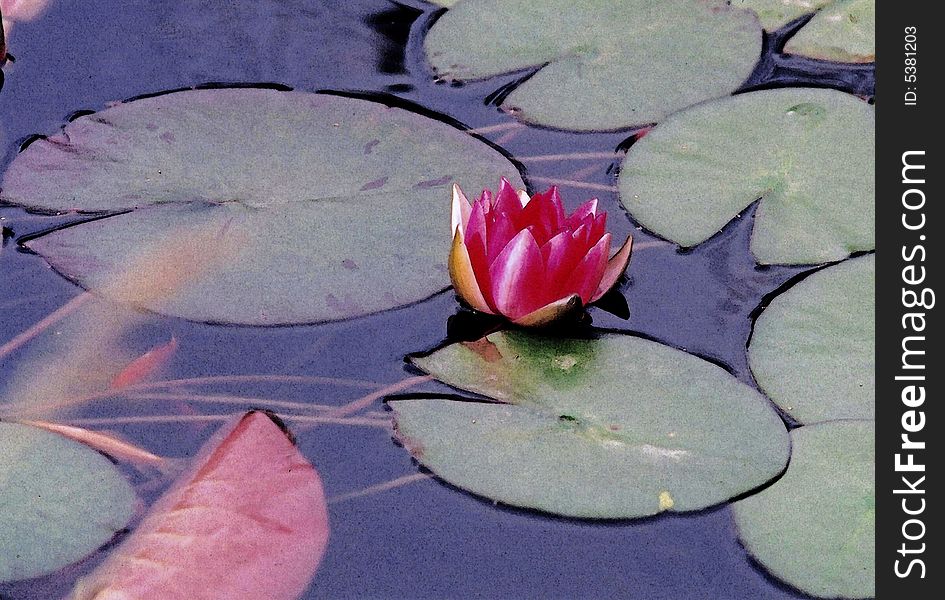 Red water lily in pond late summer.