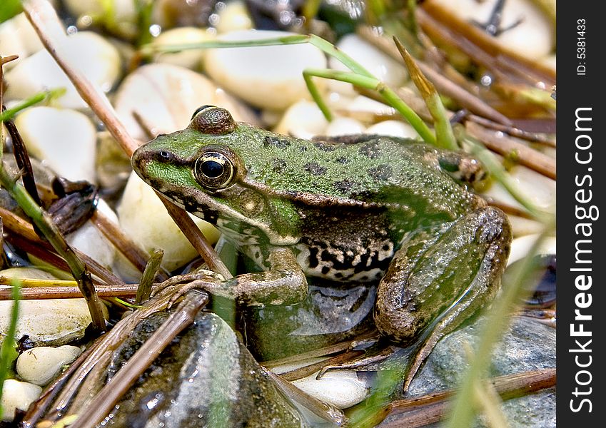 Portrait of common green frog. Portrait of common green frog