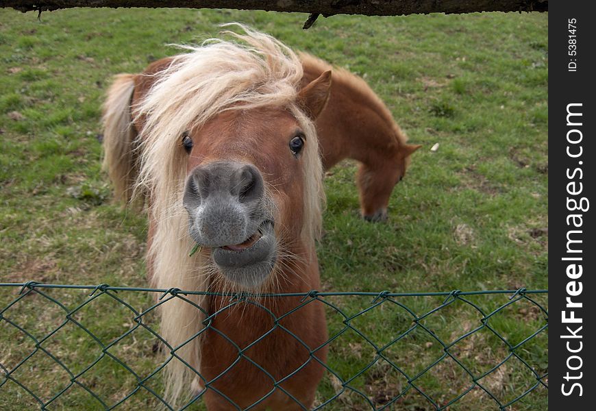 Lovely brown pony with white mane. Lovely brown pony with white mane