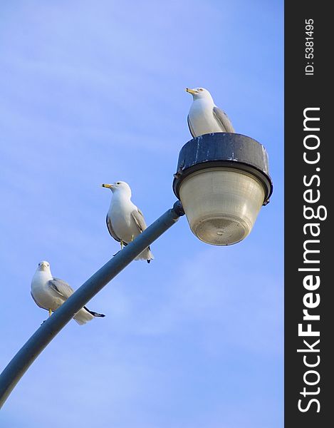 Three Seagulls on top Light Pole